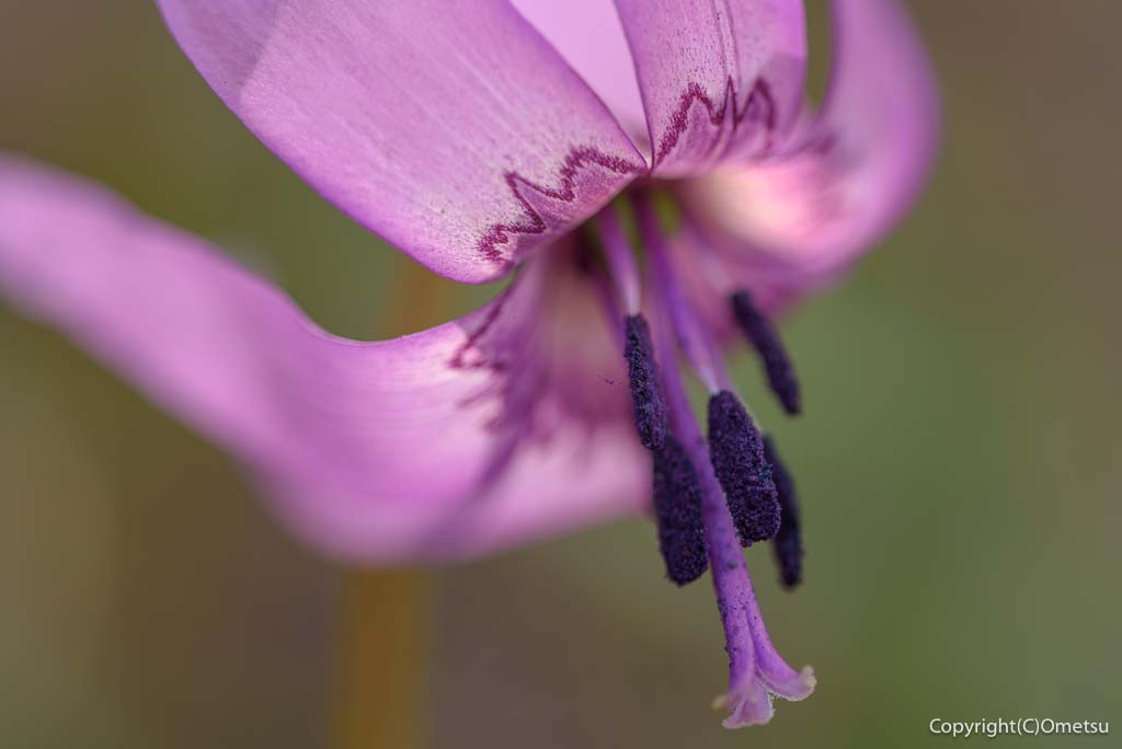 青梅市・和田の、子の大権現の、カタクリ