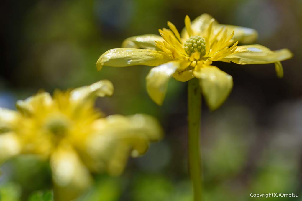 青梅市・和田の、子の大権現の、ヒメリュウキンカ