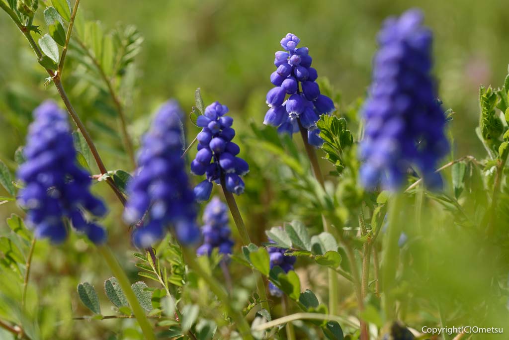 青梅市・和田の、子の大権現の、ムスカリ