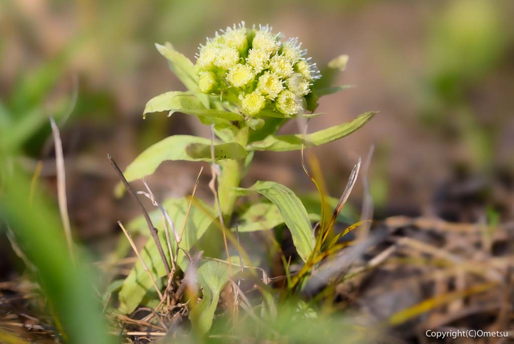 青梅市・和田の、子の大権現の、フキノトウ