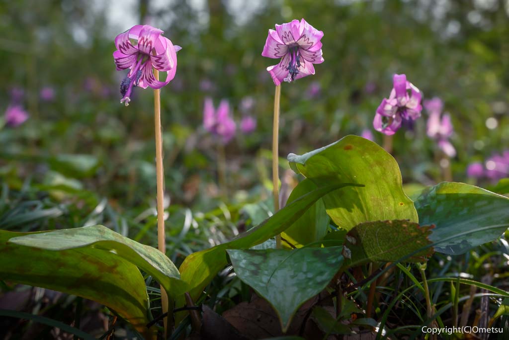 青梅市・和田の、天神様のカタクリ群生地