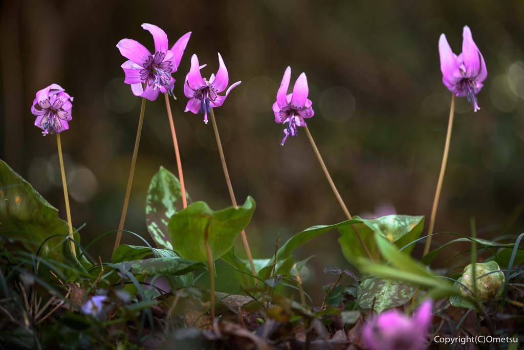 青梅市・和田の、天神様のカタクリ