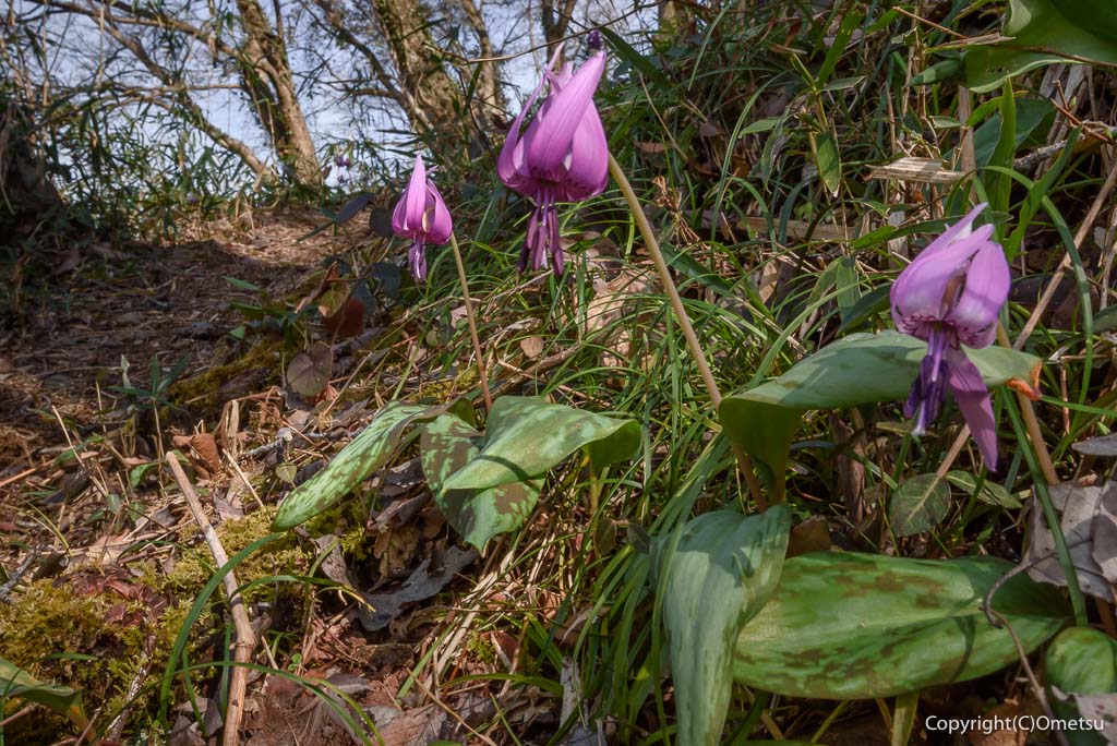 青梅市・和田の、天神様のカタクリ