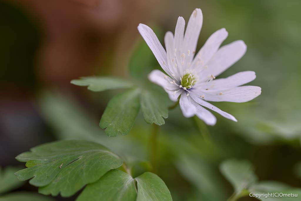 青梅市・和田の、子の大権現の、アズマイチゲ