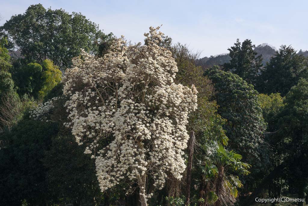 青梅市・日向和田のモクレン