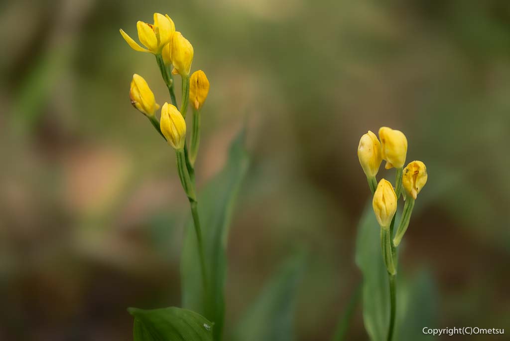 福生市立文化の森の、キンラン
