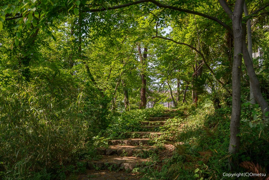 福生市立文化の森の、雑木林