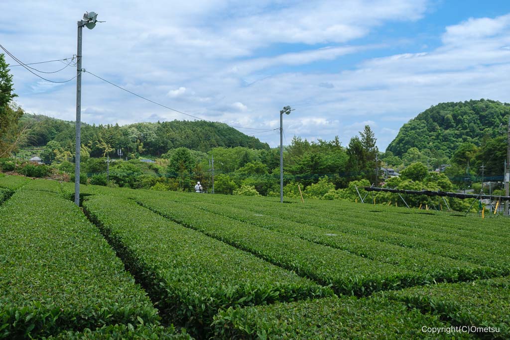 青梅市・黒沢川近くの茶畑