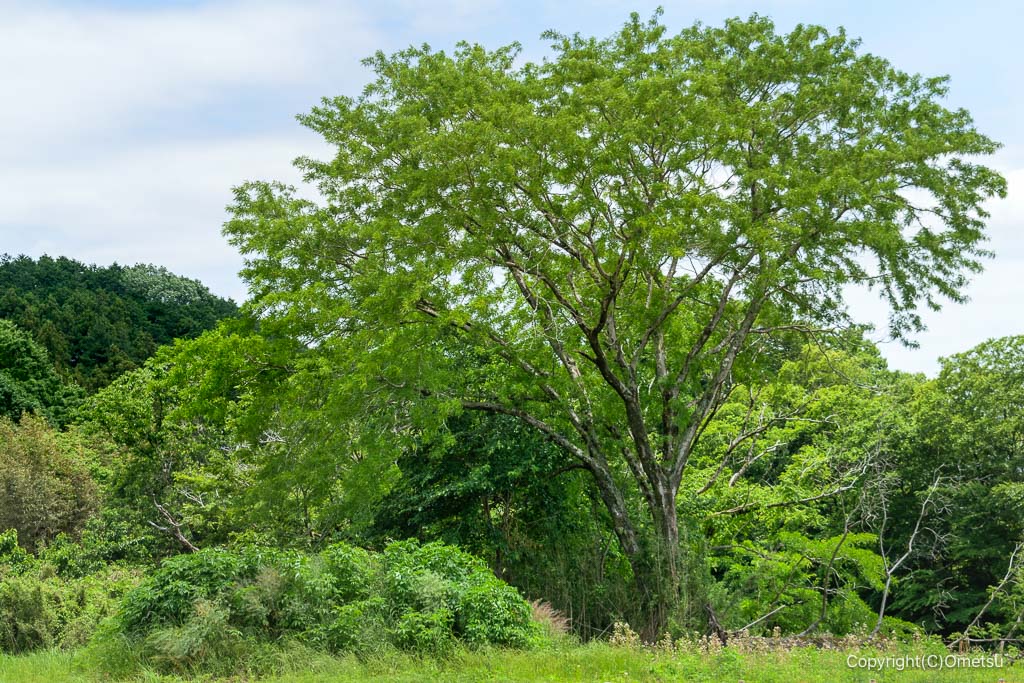 青梅市・成木川河原の木