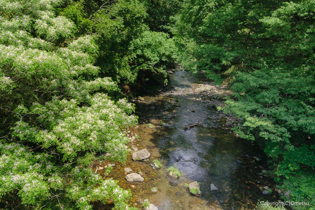 飯能市・成木川の清流