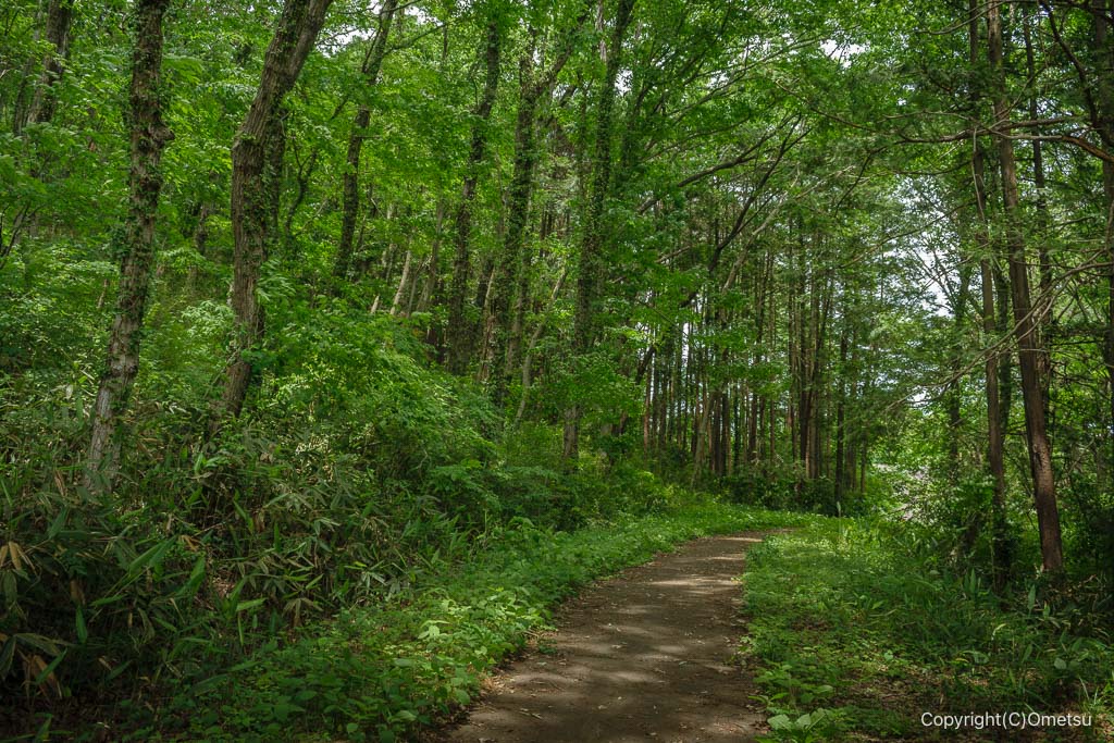 飯能市・美杉台の雑木林