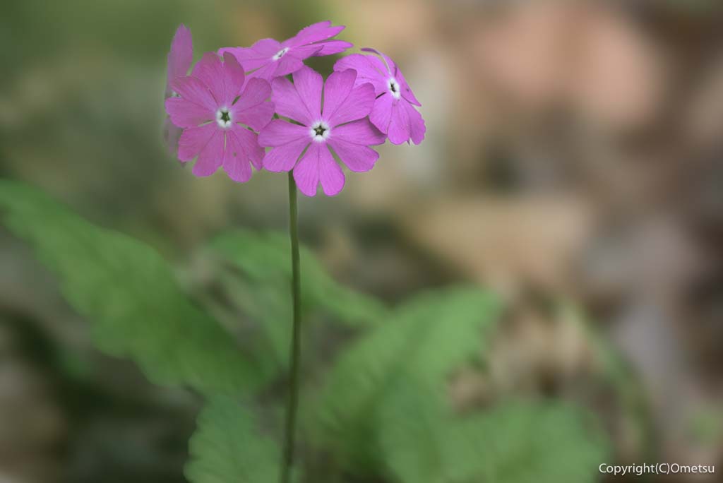 福生市・みずくらいど公園の、サクラソウ