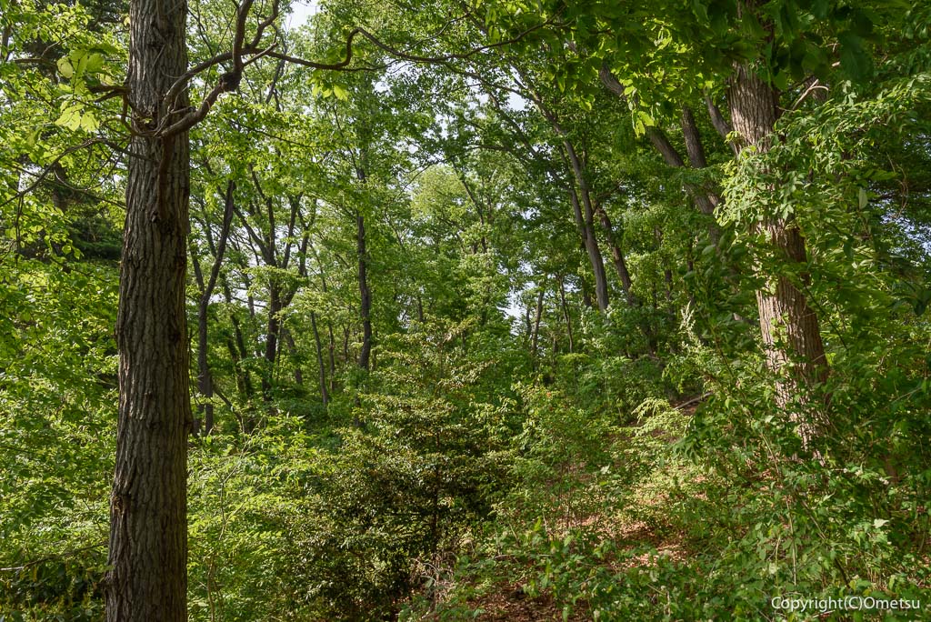 福生市・みずくらいど公園の、雑木林