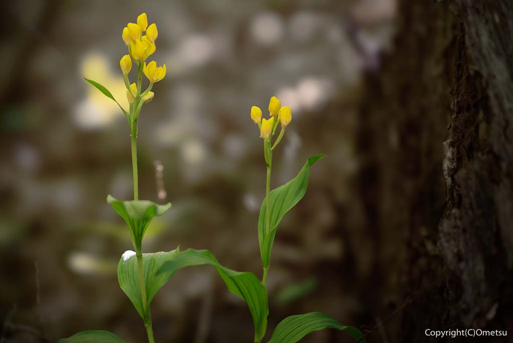 福生市・玉川上水の、キンラン