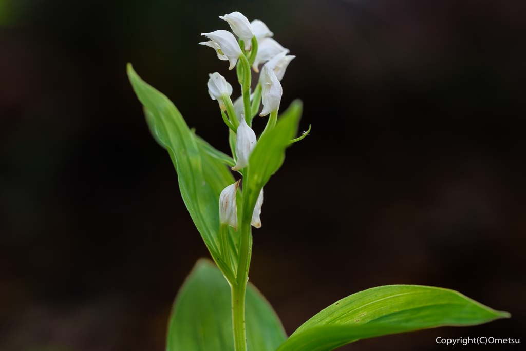 福生市・玉川上水緑地日光橋公園の、ギンラン