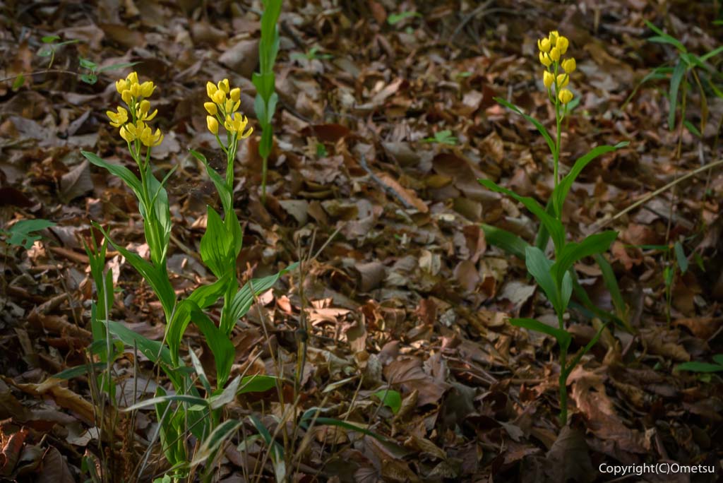 福生市・玉川上水緑地日光橋公園の、キンラン