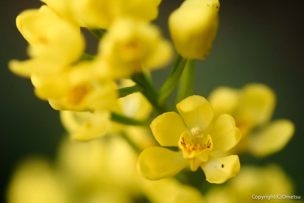 福生市・玉川上水緑地日光橋公園の、キンラン