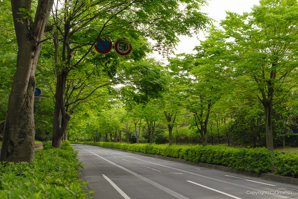 飯能市・美杉台通りのケヤキ並木