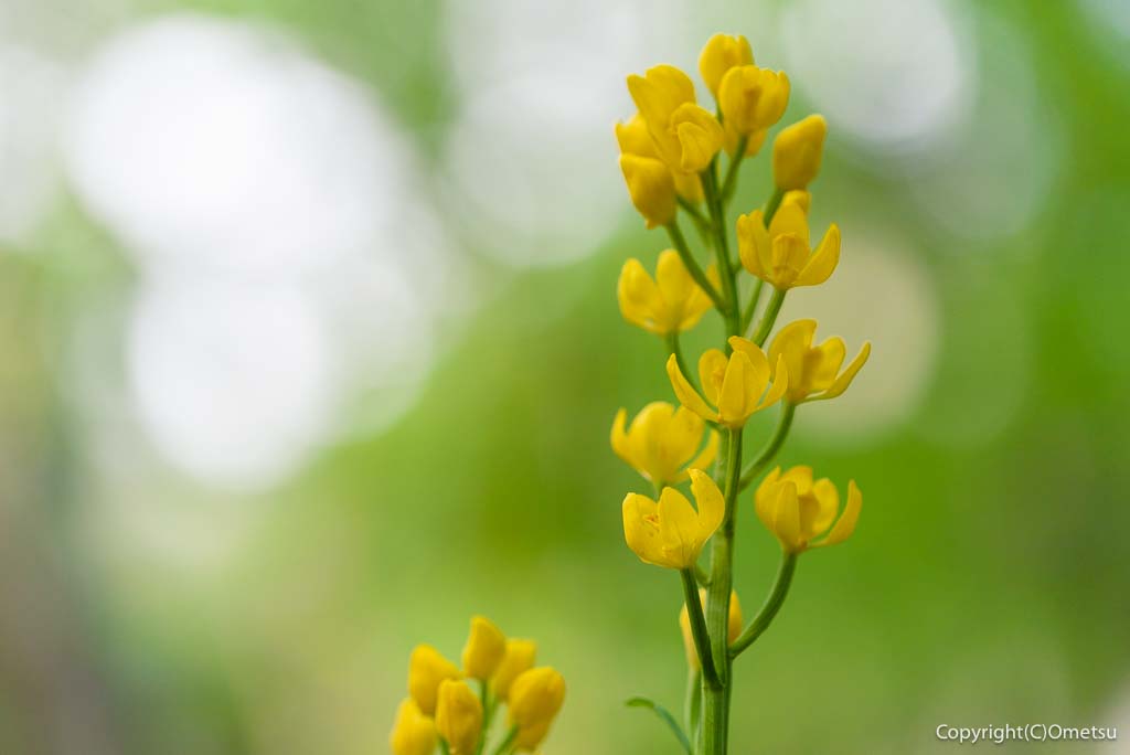 福生市・玉川上水緑地日光橋公園の、キンラン