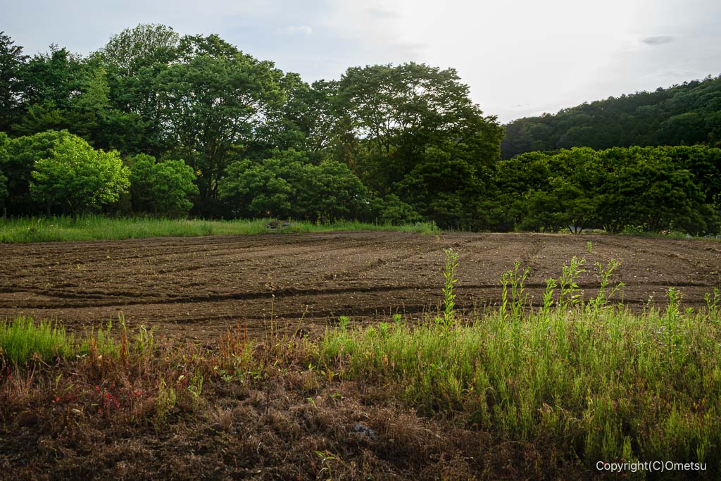 青梅市・日影林通りの畑