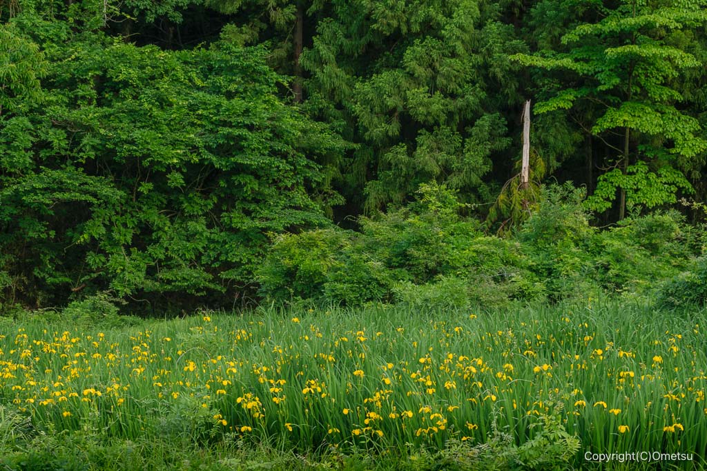 青梅市・厚沢通りの、菖蒲
