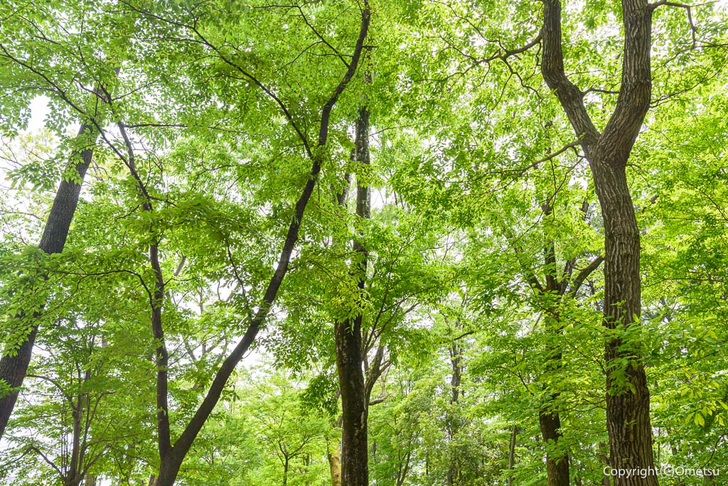 羽村市・小作緑地公園の雑木林