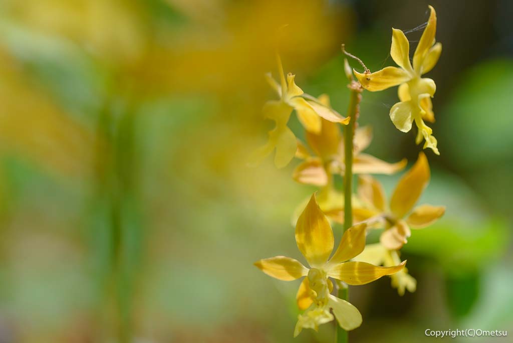 西多摩のエビネ
