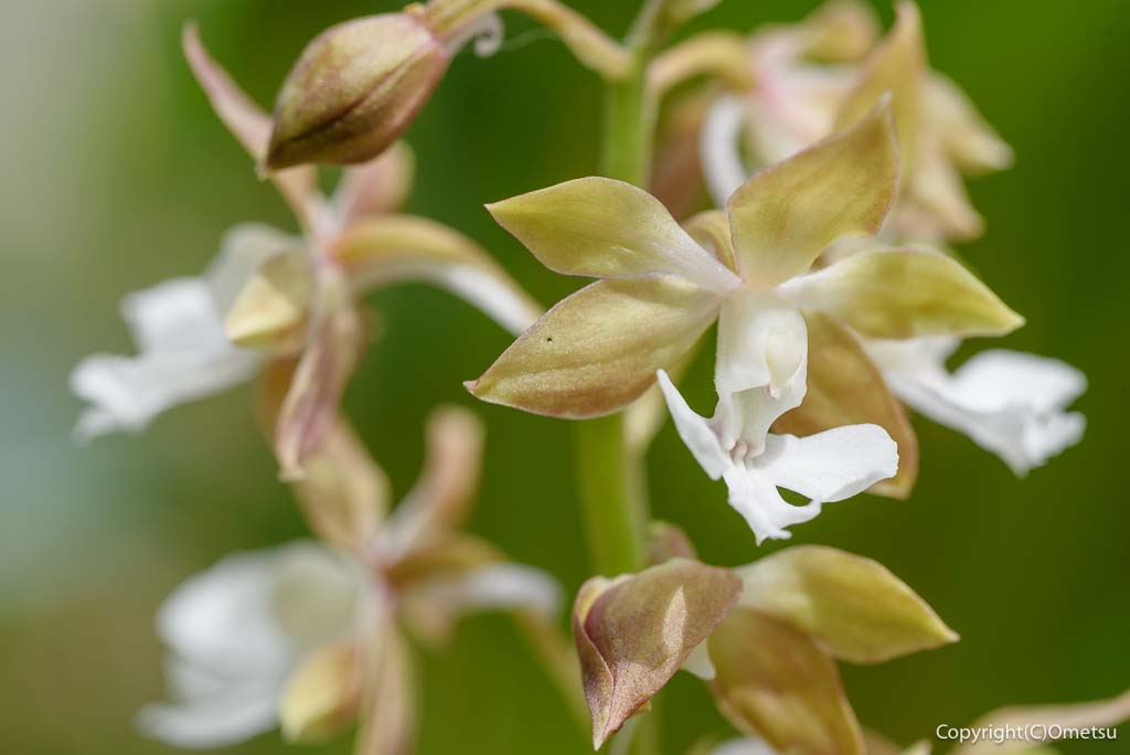 西多摩のエビネ