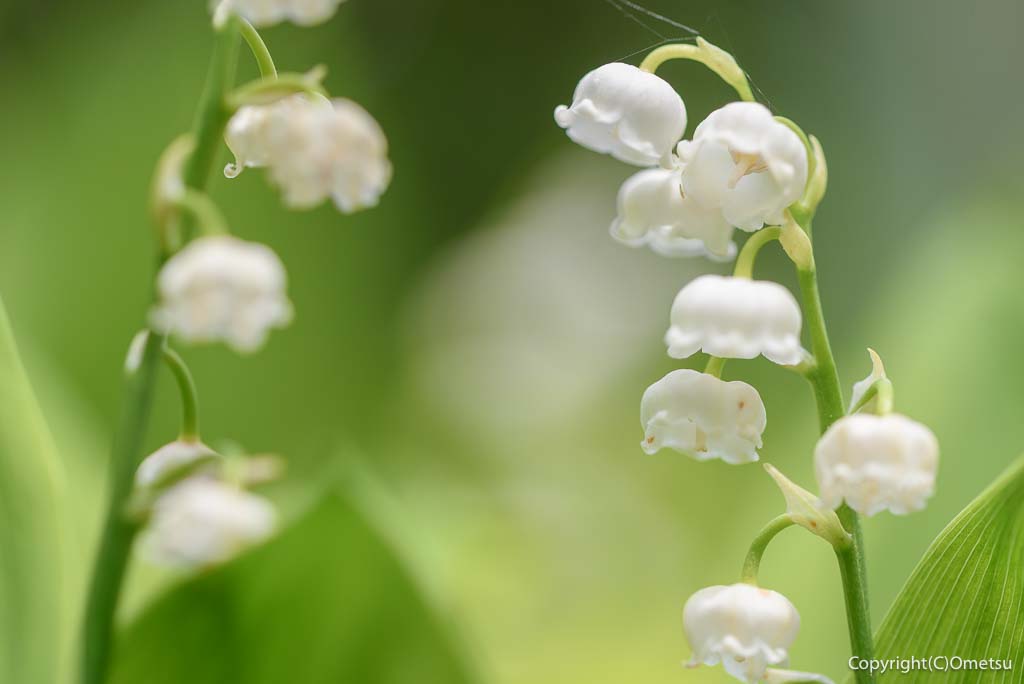 羽村市・小作緑地公園のスズラン