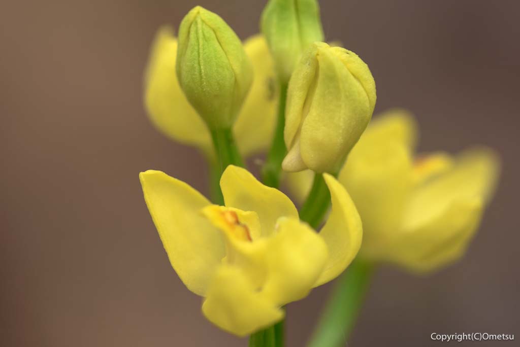 西多摩のキンラン