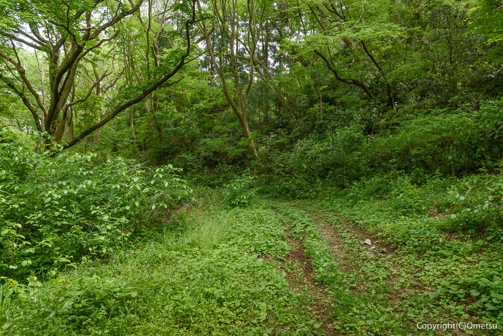 青梅市・友田の森