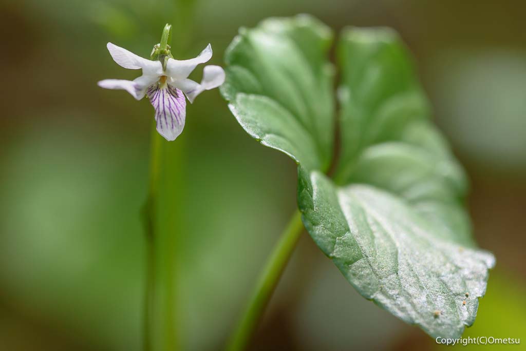 青梅市・友田の、ツボスミレ