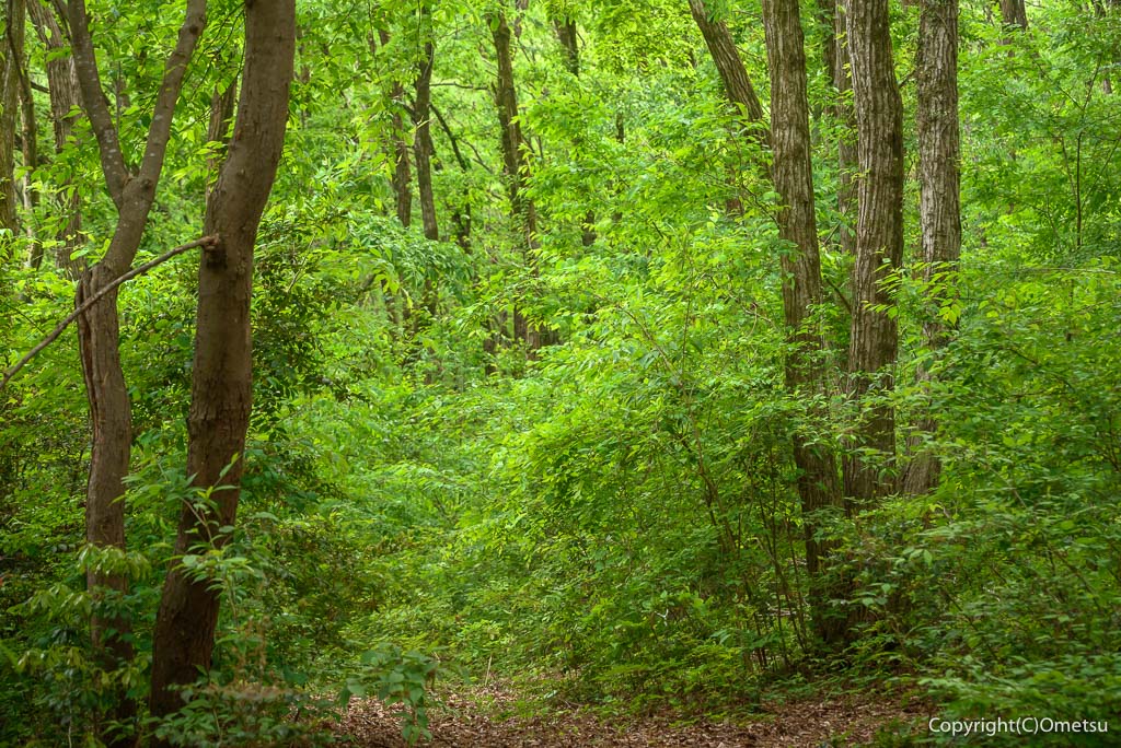 青梅市・友田の、雑木林