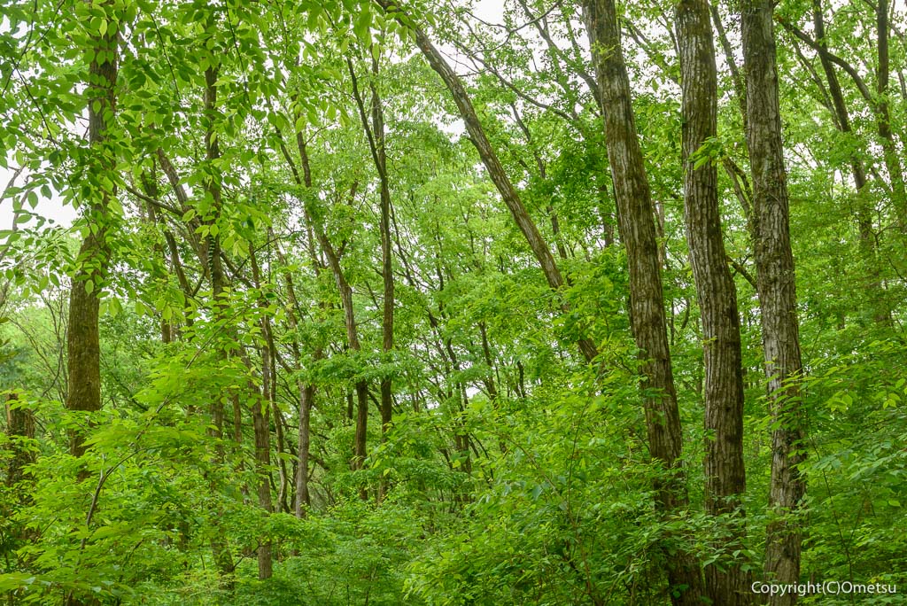 青梅市・友田の森
