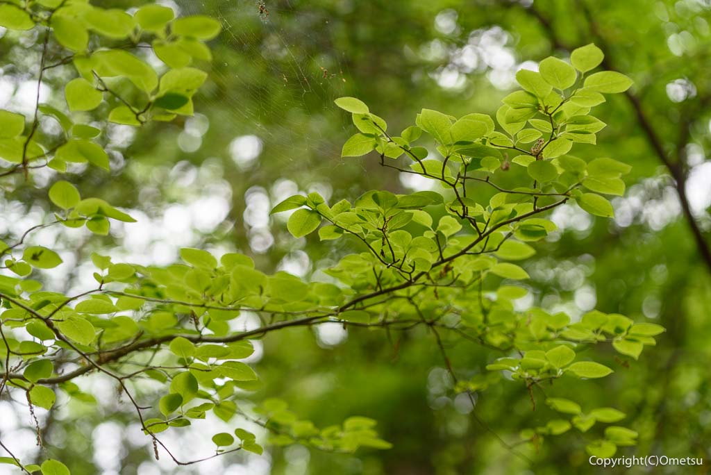 羽村市・浅間山付近の新緑