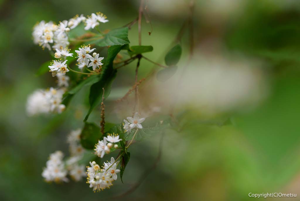 羽村市・羽村神社付近の、マルバウツギ
