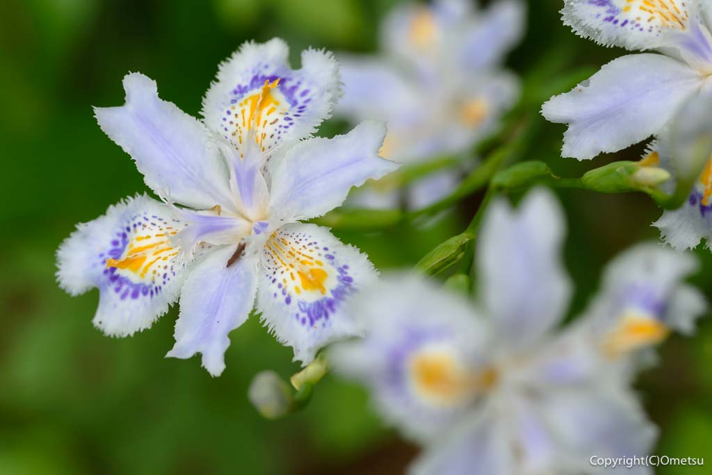羽村市・羽村神社付近のシャガの花
