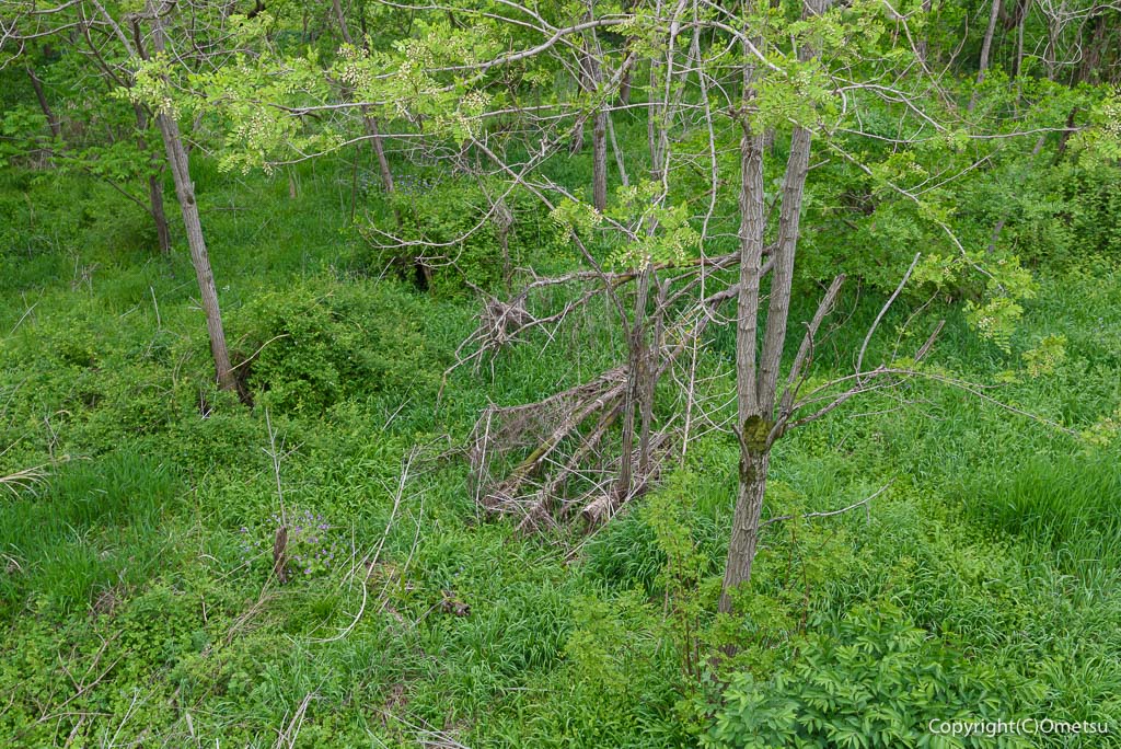 羽村市・羽村堰下橋付近の河原の林