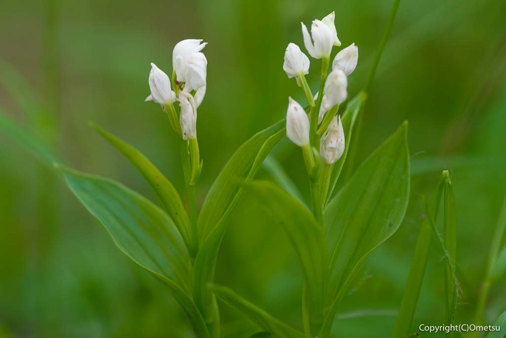 西多摩のギンラン