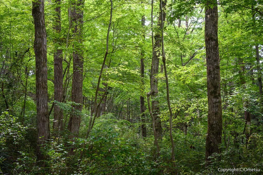 勝沼城址の雑木林