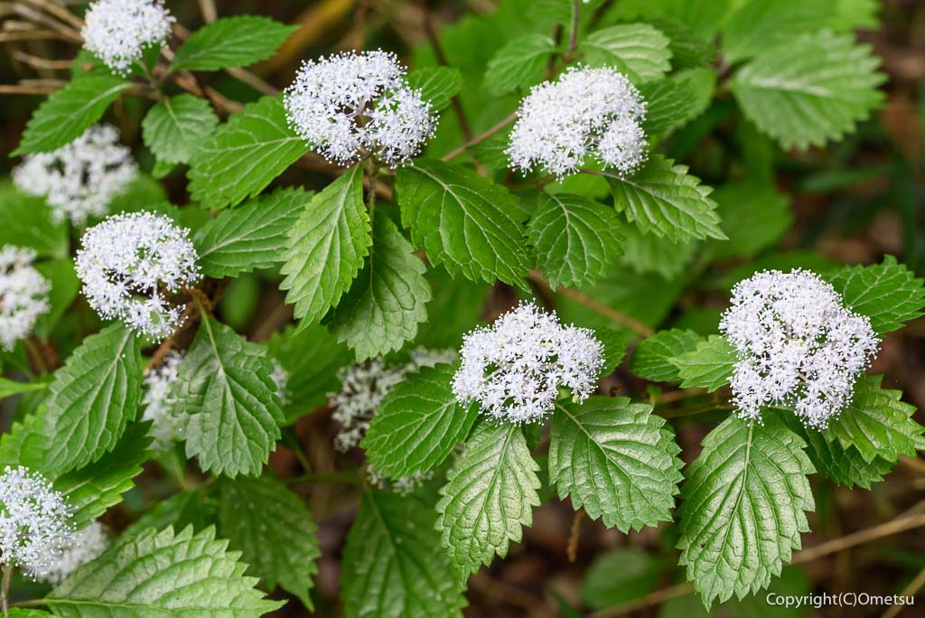 青梅市・勝沼城址のコアジサイ