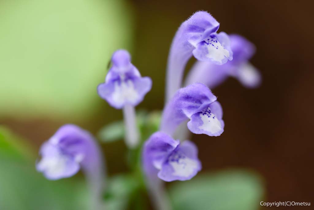 青梅・勝沼城址のタツナミソウ