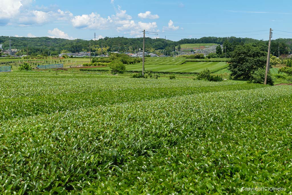 入間市・金子台の茶畑