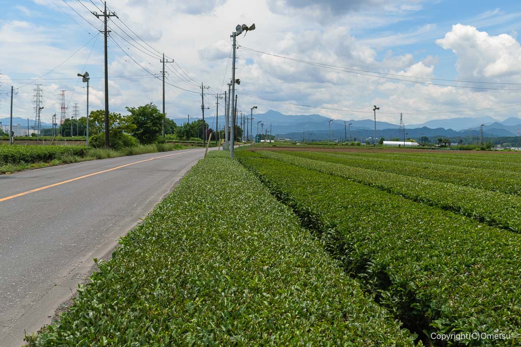 入間市・茶どころ通り