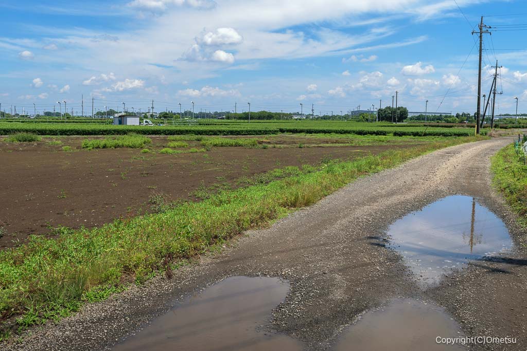 入間市・金子台の茶畑の農道の水たまり