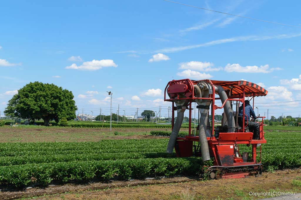入間市・金子台の茶畑の、茶摘み