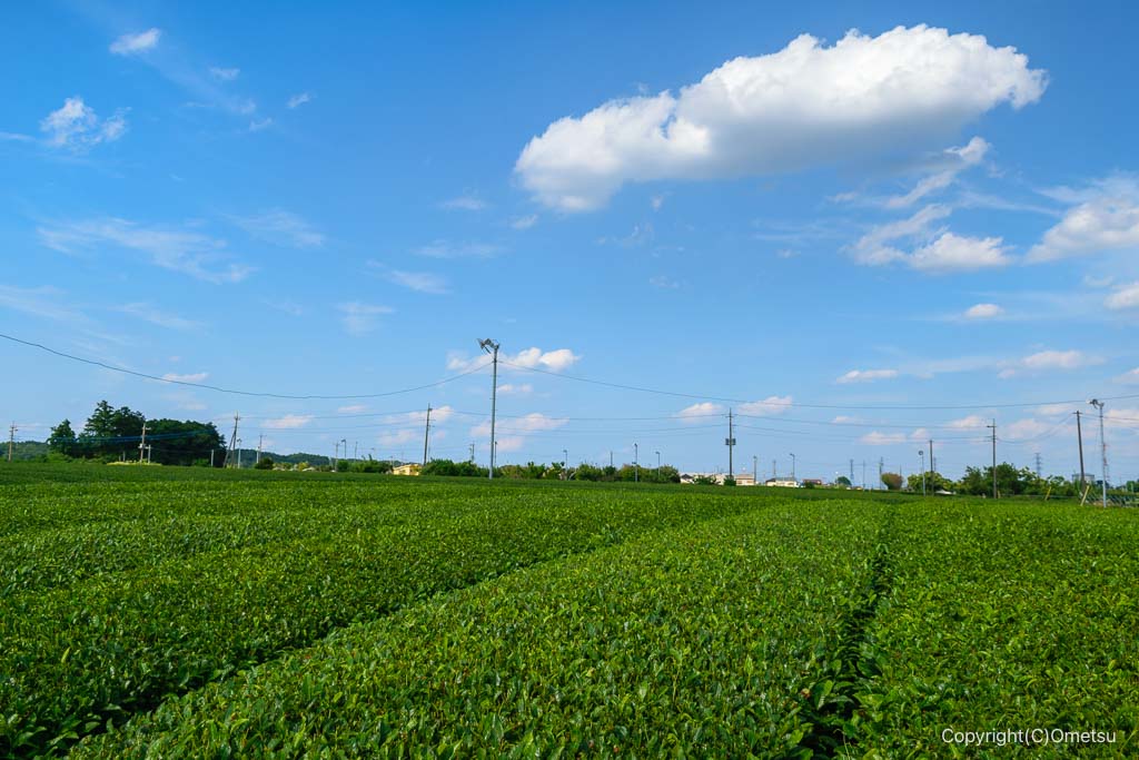 入間市・金子台の茶畑