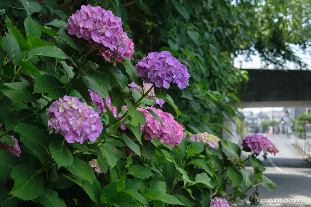 福生市・せせらぎ通りのアジサイ
