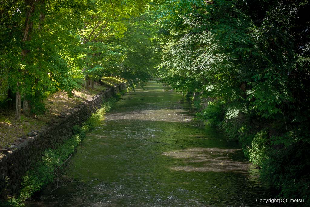 玉川上水と木々の緑