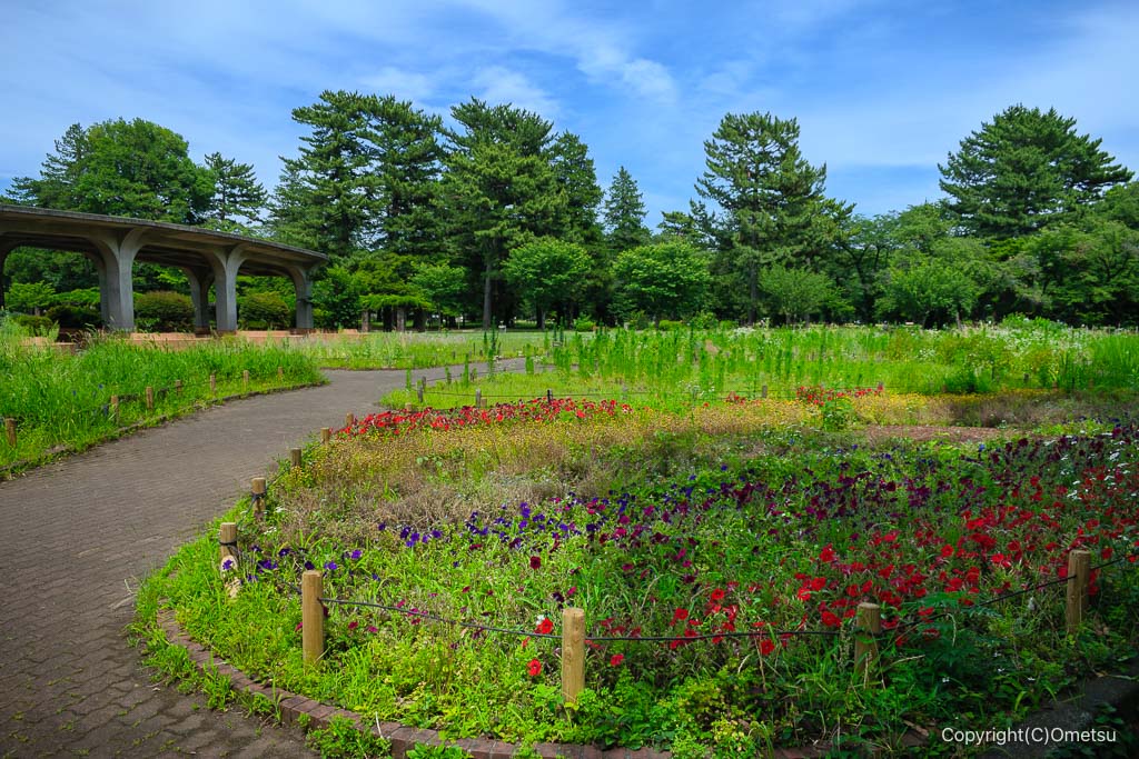 小金井公園の花壇
